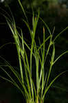 Greater bladder sedge